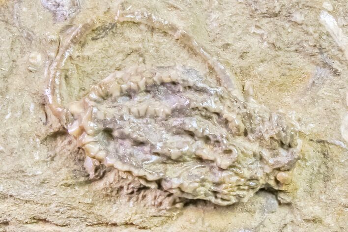 Fossil Crinoid (Lanecrinus) - Crawfordsville, Indiana #157251
